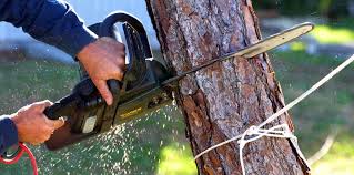 Best Commercial Tree Services  in Carnesville, GA