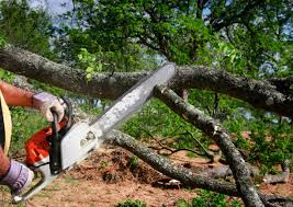 Best Palm Tree Trimming  in Carnesville, GA